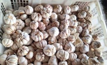 Bawang Putih Ternyata Berbahaya Bagi Penderita Asam Lambung