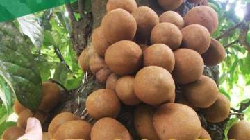 Uniknya Buah Kepel yang Dipercaya Banyak Khasiat