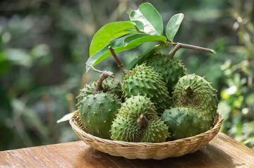 Mamfaat Buah Sirsak