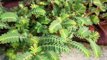 Daun Meniran: Tanaman Herbal Kecil dengan Manfaat Besar