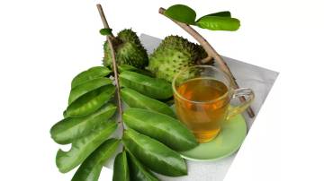 Daun Sirsak: Daun Herbal dengan Segudang Manfaat Kesehatan