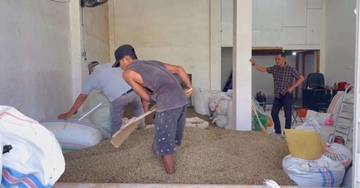 Petani Kopi Kerinci Terhimpit, Harga Anjlok Drastis