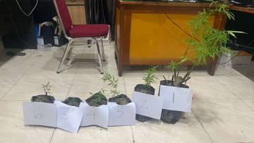 Tanam Ganja di Kolam, Warga Sungai Penuh Ditangkap
