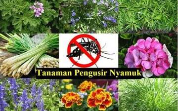 Tanaman Alami yang Dipercaya Mengusir Nyamuk, Berikut Paparannya