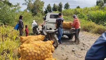 Harga Kentang Petani Kerinci Anjlok Saat Panen Raya