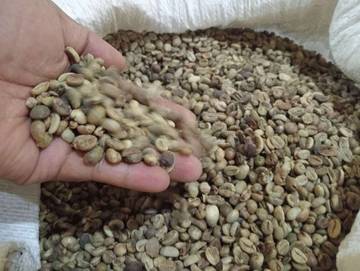 Harga Biji Kopi di Kerinci Masih Stabil