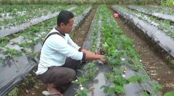 Kebun Stroberi Kerinci, Surganya Pecinta Buah dan Agrowisata
