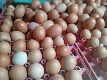 Pasokan Terbatas, Harga Telur Ayam Ras Belum Stabil