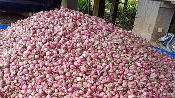 Harga Bawang Merah di Kerinci Kembali Turun