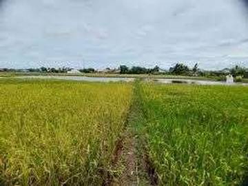 Produksi Gabah di Sungai Penuh Turun Pada 2025