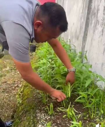 Rutan Sungai Penuh Panen Sayuran,ditengah Lahan Terbatas