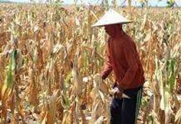 Penyerapan Jagung Lokal, Bulog Kerinci Jaga Pendapatan Petani 