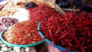 Cabe Merah di Kerinci Melonjak, Petani Untung