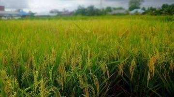Luas Tanam Sawah di Merangin Naik 11 Persen