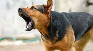 Minim Alat, Penanganan Anjing Liar Belum Maksimal