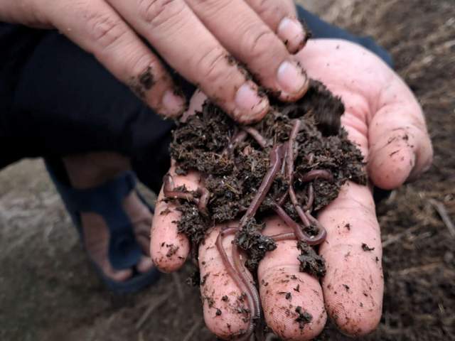 ​Cacing Tanah, Jalan Baru Mengolah Limbah dan Rezeki