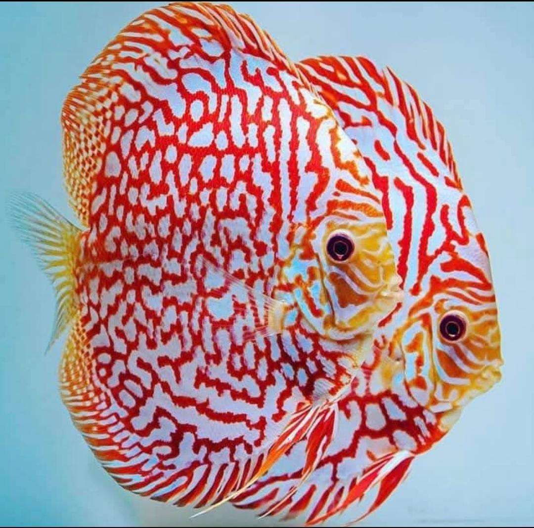 Discus Red Pigeon Checkerboard, Ikan Hias Eksotis dan Menawan - RRI.co.id