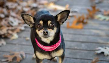 Fakta Menarik Hari Apresiasi Chihuahua Sedunia 