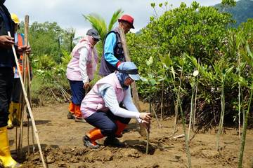 PLN Tanam Mangrove di Trenggalek Wujudkan NZE