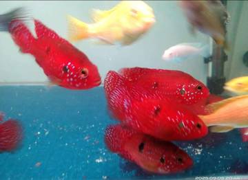 Red Jewel Merah Eksotis Memikat Pecinta Ikan Hias