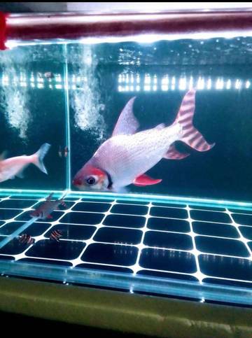 Red Feifeng Ekor Menari Memikat Pecinta Ikan Akuarium