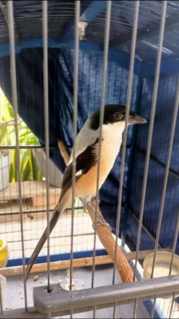 Burung Cendet Petarung Lincah Jadi Jagoan Para Penghobi