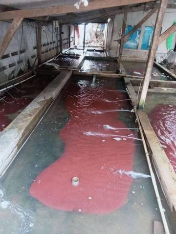Budidaya Cacing Sutra Peluang Kecil Menghasilkan Keuntungan Besar