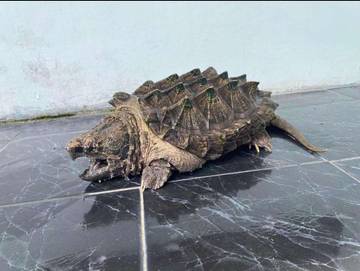 Aligator Snapping Turtle Reptil Purba Primadona Penghobi Eksotik