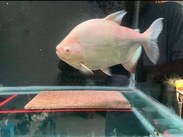 Pacu Albino Mewah Jadi Incaran Baru Pecinta IkanPrimadona Penghobi