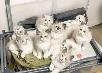 Ragdoll, Ras Kucing yang Ramah