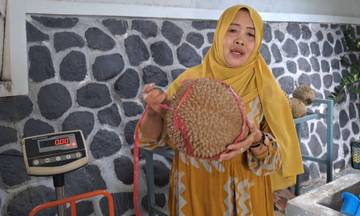 ​Komoditas Durian Wonosalam Terus Tumbuh Dukung Ekonomi Lokal