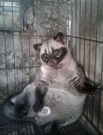 Memelihara Musang sebagai Hobi Unik di Tengah Kota