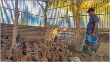 Boster Farm Bangkitkan Ekonomi Warga Lewat Beternak Bebek