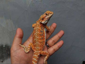Hobi Memelihara Bearded Dragon Jinak Menarik