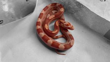Corn Snake, Pilihan Penghobi Reptil