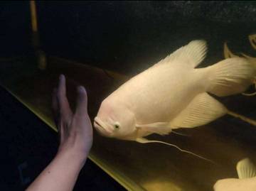 Putih Mempesona, Gurami Albino Jadi Favorit Penghobi