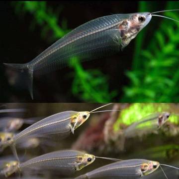 Ikan Tembus Pandang Glass Catfish Kembali Digemari