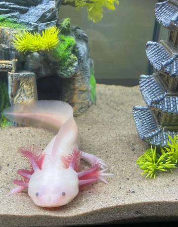 Senyum Abadi Air: Pesona Memelihara Axolotl