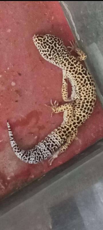 Gecko Leopard Jadi Reptil Favorit Penghobi