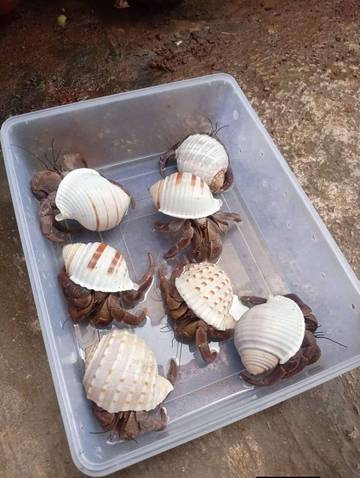 Dari Pantai ke Rumah, Hobi Kelomang Kian Diminati