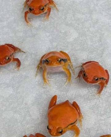 Imut Unik Menggemaskan, Membuat Katak Tomat Digemari