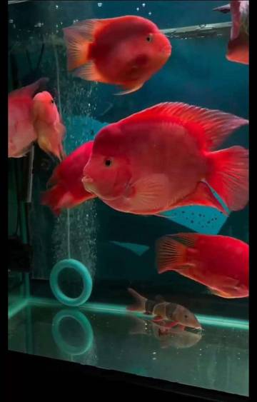 Warna Cerah, Ramah, Kingkong Parrot Primadona Baru Akuarium