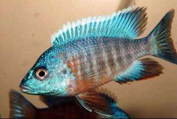 Kilau Biru Blue Neon Peacock Cichlid Favorit Penghobi