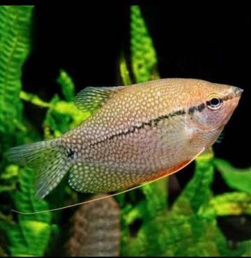 Pesona Sepat Mutiara, Ikan Hias Favorit Pecinta Akuarium