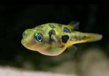 Tren Hobi Memelihara Ikan Hias Mini Puffer Akuarium