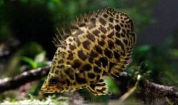 Tenang Eksotis: Pesona Hobi Ikan Hias Daun