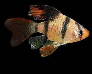 Pesona Sumatra Slayer Dorong Minat Penghobi Akuarium