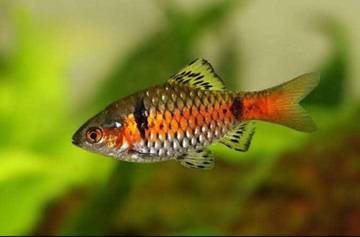 Warna Cerah Gerak Aktif Pesona Ikan Hias Odessa