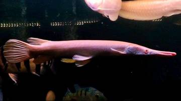Pesona Langka Aligator Gar Albino di Akuarium Penghobi