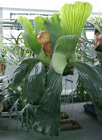 Platycerium Elephantotis, Tanaman Hias Unik & Eksotis